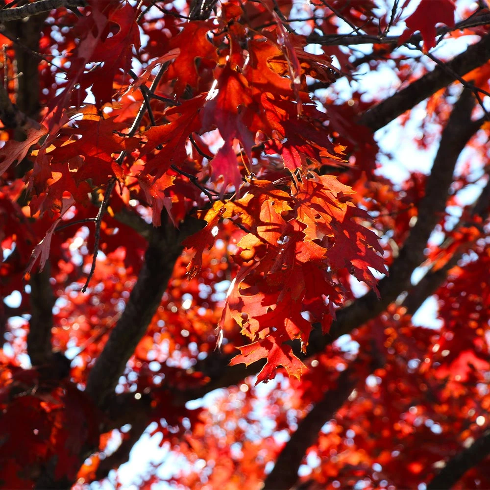 Brighter Blooms Shumard Oak Tree 4 Brighter Blooms Shumard Oak Tree