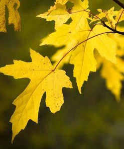 Brighter Blooms Silver Maple Tree 8 Brighter Blooms Silver Maple Tree