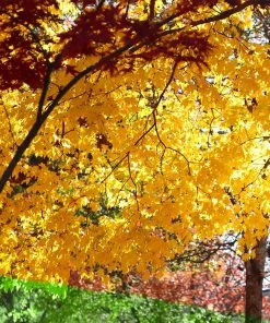 Brighter Blooms Silver Maple Tree 9 Brighter Blooms Silver Maple Tree