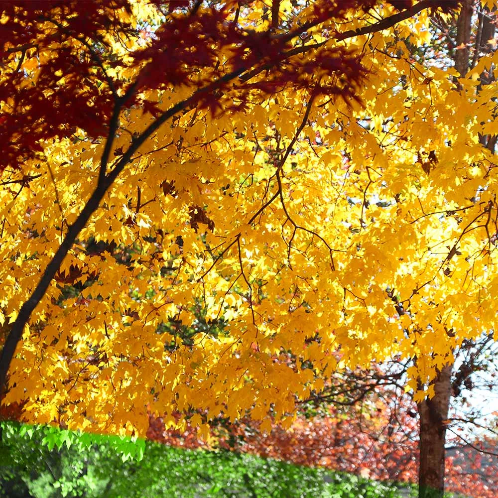 Brighter Blooms Silver Maple Tree 5 Brighter Blooms Silver Maple Tree