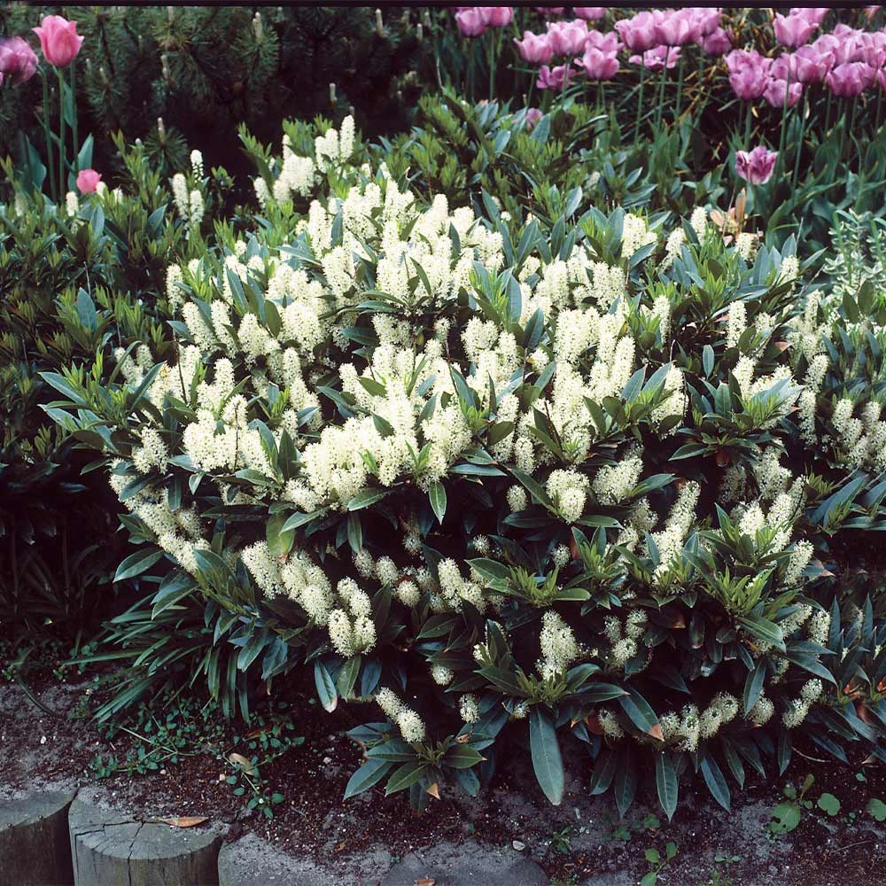 Brighter Blooms Skip Laurel Shrub Shrubs & Hedges 3 Brighter Blooms Skip Laurel Shrub Shrubs & Hedges