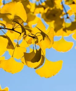 Brighter Blooms Sky Tower Ginkgo Tree