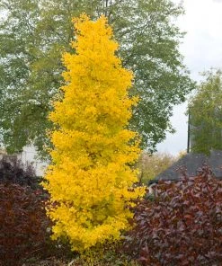 Brighter Blooms Sky Tower Ginkgo Tree