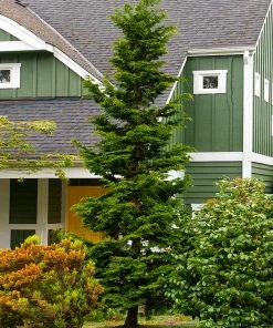 Brighter Blooms Slender Hinoki Cypress Tree Evergreen & Privacy