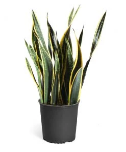 Brighter Blooms SHOP ALL Snake Plant