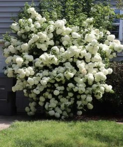 Brighter Blooms Snowball Viburnum Bush Shrubs & Hedges