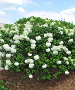 Brighter Blooms Snowball Viburnum Bush Shrubs & Hedges