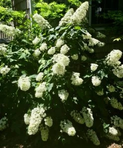 Brighter Blooms Snowcicle Hydrangea Shrub Shrubs & Hedges