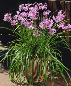 Brighter Blooms Society Garlic Plant Ornamental Grasses