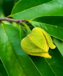 Brighter Blooms Soursop 'Guanabana' Tree Fruit Trees