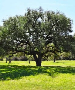 Brighter Blooms Live Oak Tree