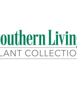 Brighter Blooms Shrubs & Hedges Jubilation Gardenia Shrub