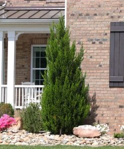 Brighter Blooms Spartan Juniper Tree Evergreen & Privacy 9 Brighter Blooms Spartan Juniper Tree Evergreen & Privacy