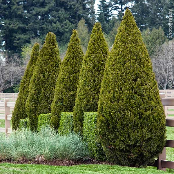 Brighter Blooms Spartan Juniper Tree Evergreen & Privacy 1 Brighter Blooms Spartan Juniper Tree Evergreen & Privacy