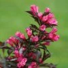 Brighter Blooms Spilled Wine® Weigela Shrub