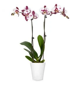 Brighter Blooms SHOP ALL Orchid Plant In White Pot