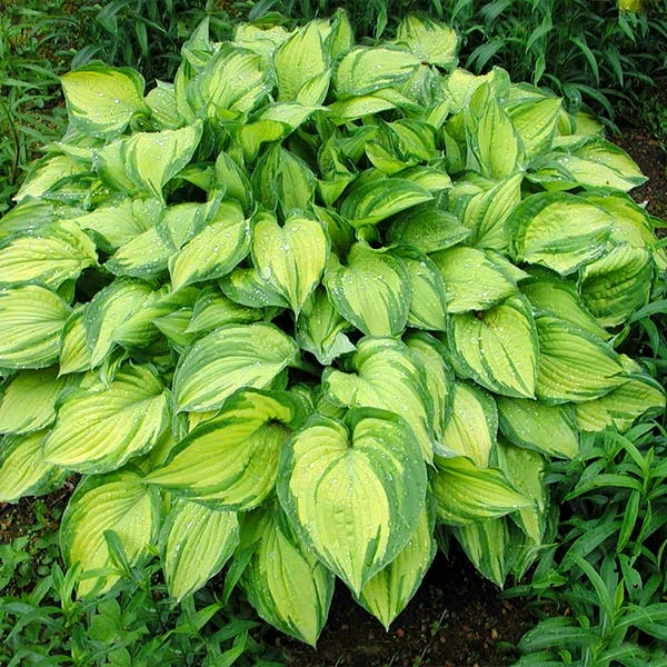 Brighter Blooms Perennials Stained Glass Hosta 1 Brighter Blooms Perennials Stained Glass Hosta
