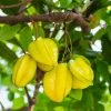 Brighter Blooms Starfruit Tree (Carambola)