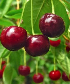 Brighter Blooms Stella Cherry Tree