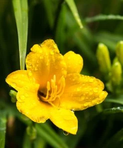 Brighter Blooms Stella D'Oro Daylily