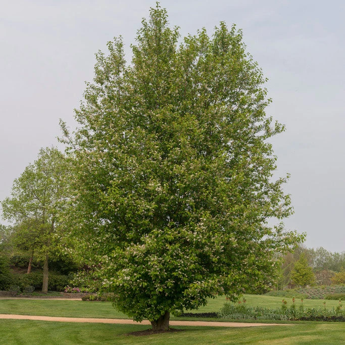 Brighter Blooms Chinese Hackberry Tree 2 Brighter Blooms Chinese Hackberry Tree