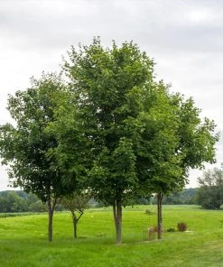 Brighter Blooms Sugar Maple Tree Shade Trees 9 Brighter Blooms Sugar Maple Tree Shade Trees