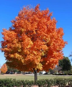 Brighter Blooms Sugar Maple Tree Shade Trees