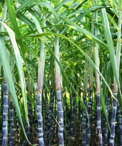 Brighter Blooms Sugar Cane Plant SHOP ALL
