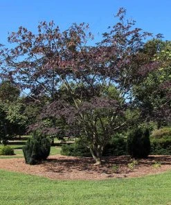 Brighter Blooms Summer Chocolate Mimosa Tree