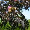 Brighter Blooms Summer Chocolate Mimosa Tree