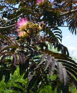 Brighter Blooms Summer Chocolate Mimosa Tree