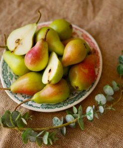 Brighter Blooms Summercrisp Pear Tree Fruit Trees 6 Brighter Blooms Summercrisp Pear Tree Fruit Trees