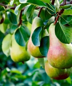 Brighter Blooms Summercrisp Pear Tree Fruit Trees