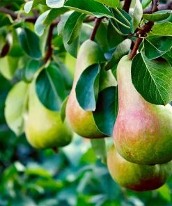 Brighter Blooms Summercrisp Pear Tree Fruit Trees