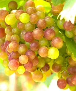 Brighter Blooms Summit Grape Vine Fruit Trees