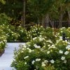 Brighter Blooms Shrubs & Hedges Sunny Knock Out® Rose