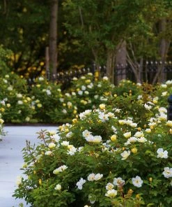 Brighter Blooms Shrubs & Hedges Sunny Knock Out® Rose