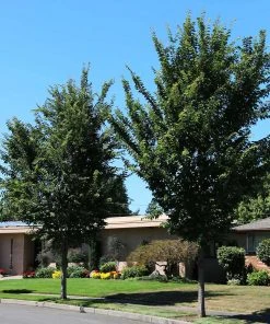 Brighter Blooms Emerald Sunshine® Elm Tree Shade Trees