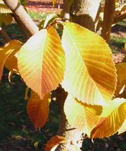 Brighter Blooms Emerald Sunshine® Elm Tree Shade Trees