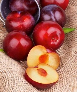 Brighter Blooms Superior Plum Tree Fruit Trees