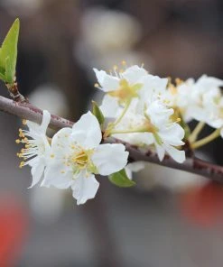Brighter Blooms Superior Plum Tree Fruit Trees