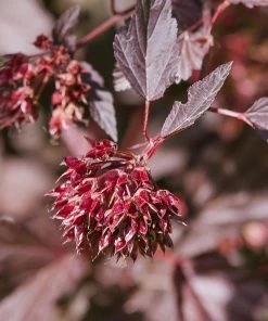 Brighter Blooms Sweet Cherry Tea Ninebark Shrub