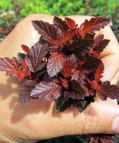 Brighter Blooms Sweet Cherry Tea Ninebark Shrub