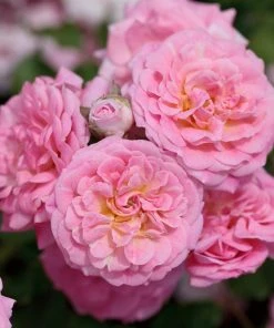 Brighter Blooms Sweet Drift® Rose
