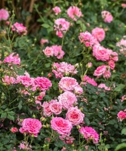 Brighter Blooms Sweet Drift® Rose