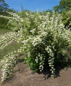 Brighter Blooms Sweet Mock Orange Shrub