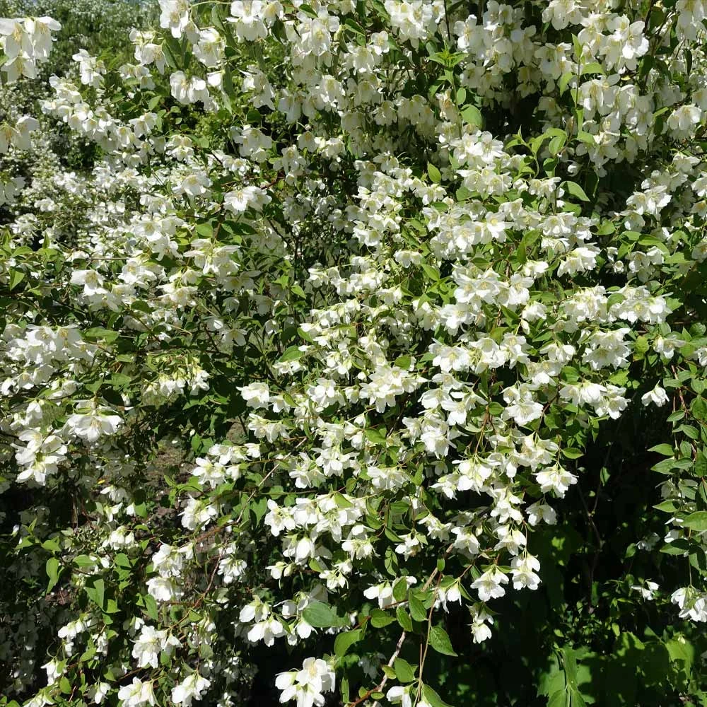Brighter Blooms Sweet Mock Orange Shrub 3 Brighter Blooms Sweet Mock Orange Shrub