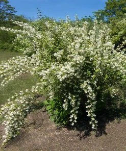 Brighter Blooms Sweet Mock Orange Shrub 7 Brighter Blooms Sweet Mock Orange Shrub