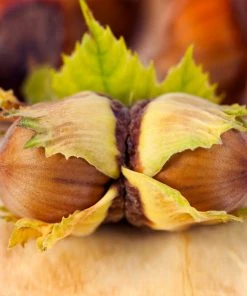 Brighter Blooms Theta Filbert Hazelnut Tree Nut Trees