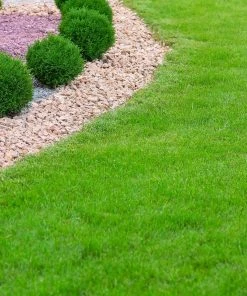 Brighter Blooms TurboTurf™ Tall Fescue Grass Seed